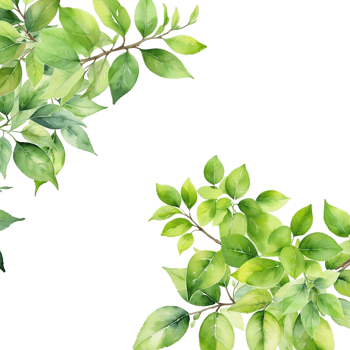 Leaves branch frame background, foliage isolated border png