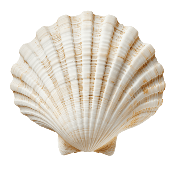 white sea shell isolated on isolated background png