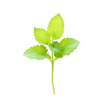 Lemon balm microgreens Melissa officinalis bright green leaves with a hint of yellow gently curled png