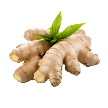 Ginger root isolated on transparent background png