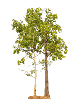 Green tree isolated on transparent background png
