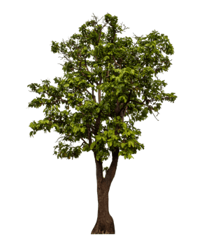 Green tree isolated on transparent background png