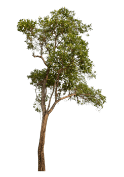 Green tree isolated on transparent background png