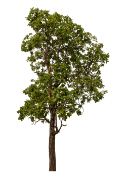 Green tree isolated on transparent background png