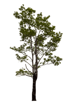 Green tree isolated on transparent background png