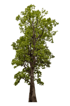 Green tree isolated on transparent background png