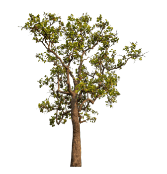 Green tree isolated on transparent background png