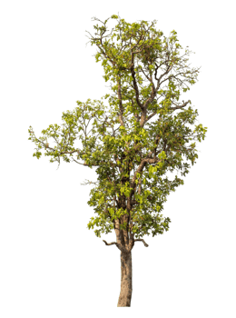 Green tree isolated on transparent background png