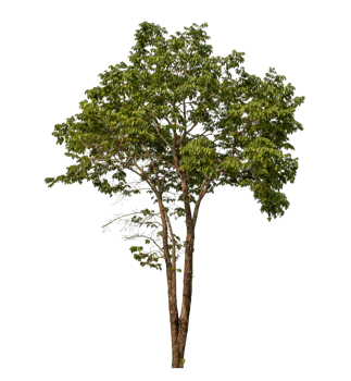 Green tree isolated on transparent background png