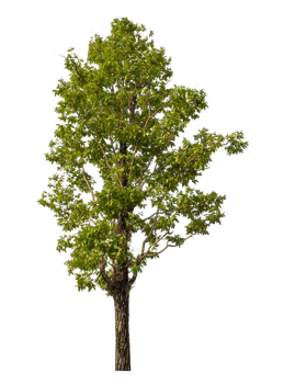 Green tree isolated on transparent background png