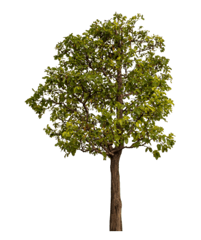 Green tree isolated on transparent background png
