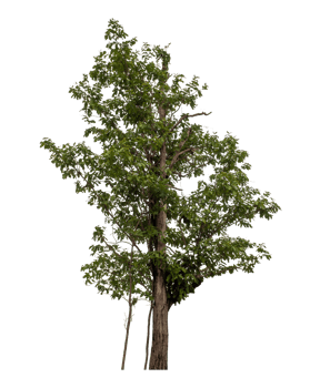 Tree isolated on transparent background png