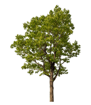 Green tree isolated on transparent background png