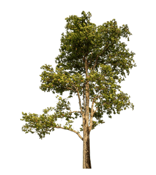 Tree isolated on transparent background png