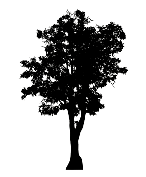 Realistic tree silhouette isolated on transparent background with clipping path and alpha channel png