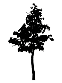 Realistic tree silhouette isolated on transparent background with clipping path and alpha channel png
