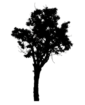 Realistic tree silhouette isolated on transparent background with clipping path and alpha channel png