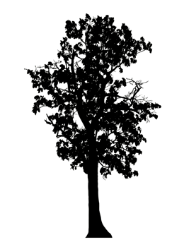 Realistic tree silhouette isolated on transparent background with clipping path and alpha channel png