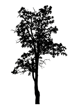 Realistic tree silhouette isolated on transparent background with clipping path and alpha channel png