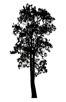 Realistic tree silhouette isolated on transparent background with clipping path and alpha channel png