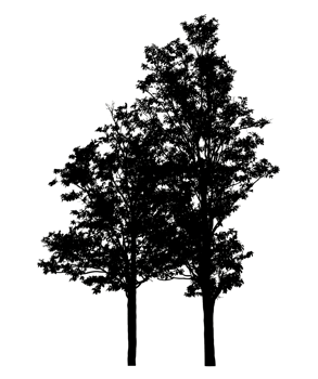 Realistic tree silhouette isolated on transparent background with clipping path and alpha channel png