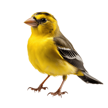 American goldfinch . American goldfinch bird isolated png