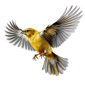 American goldfinch bird flying . American goldfinch isolated. Bird with luscious yellow feathers png