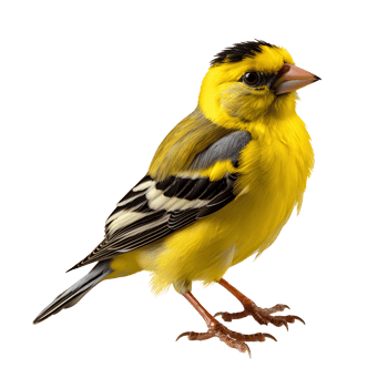 American goldfinch . American goldfinch bird isolated png
