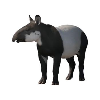 A Tapir Image png