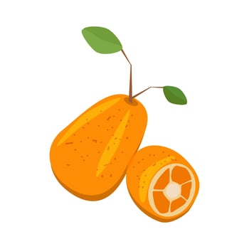 ripe kumquat fruit whole and half in cut vector