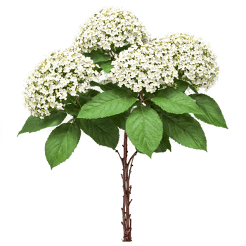 Wayfaring Tree shrub with large oval leaves and clusters of white flowers and red berries png