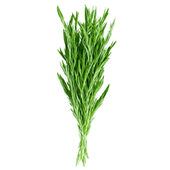 Fresh tarragon leaves bright green color slender shape glossy surface Food and culinary concept png