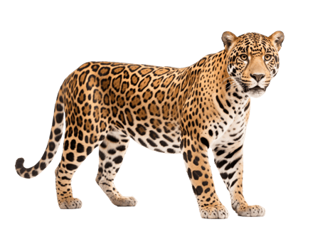 jaguar isolated on transparent background png