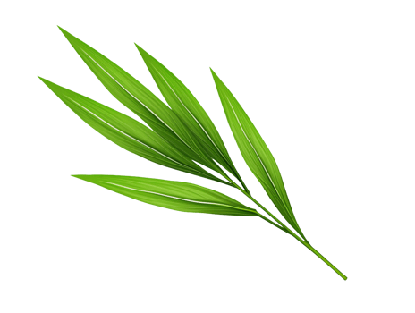 pandan leaf isolated on transparent background png