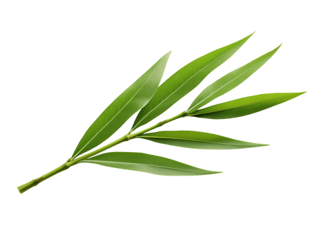 Single bamboo grass leaf isolated on transparent background png