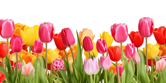 Tulips Footer Border Isolated on Transparent Background png