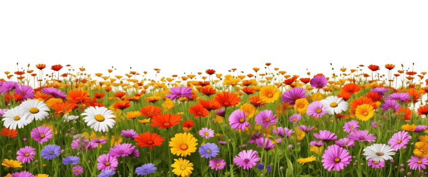 Flower Field Landscape Isolated on Transparent Background png
