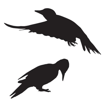 Two silhouettes of woodpecker birds on a white background vector