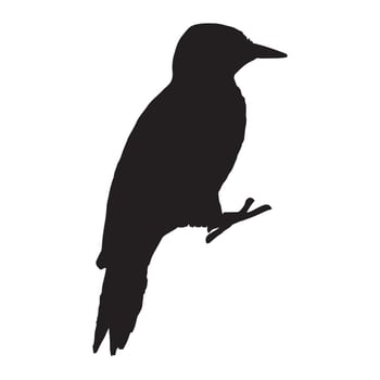 Illustration of Woodpecker Silhouette vector