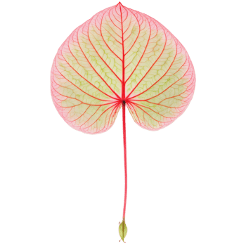 Caladium leaf large arrow shaped leaf with green veins and pink spots Caladium Strawberry Star png