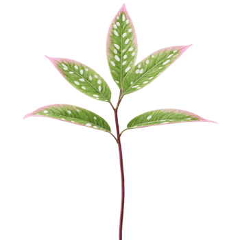 Polka dot plant leaf small oval leaf with pink and green spots Hypoestes phyllostachya png