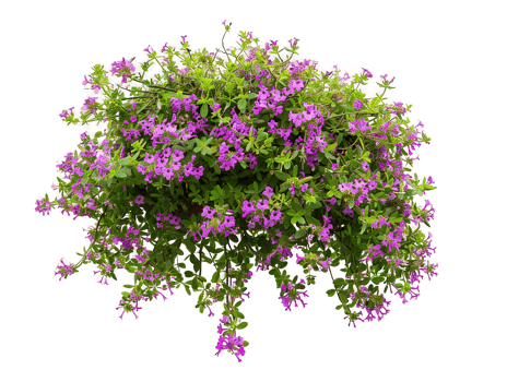 Thymus Serpyllum Hanging Plant Isolated on Transparent Cutout png
