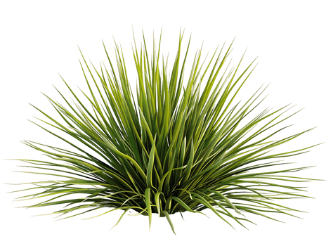 Agave Stricta Bush with Transparent Background png