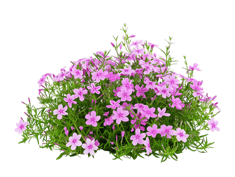 Phlox Subulata Bush with Clear Background png