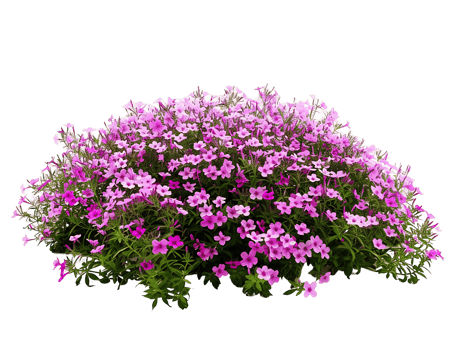 Phlox Subulata Bush on Transparent Background png