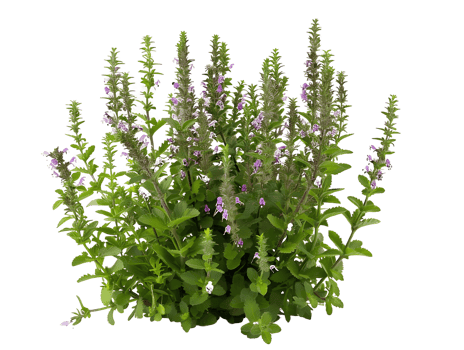 Teucrium Chamaedrys Cutout on Transparent png