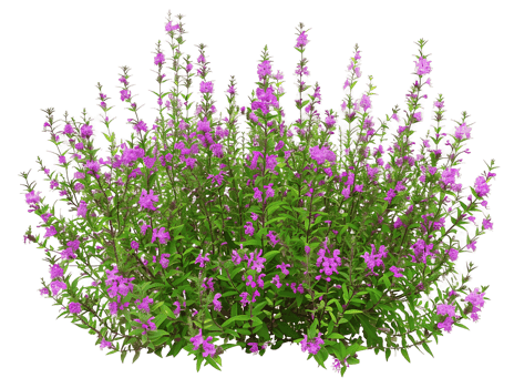 Teucrium Chamaedrys Bush Isolated on Clear Background png