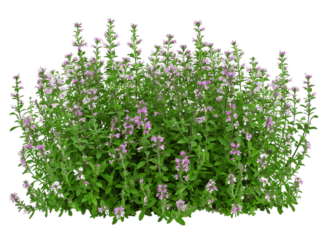 Teucrium Chamaedrys on Transparent Cutout png