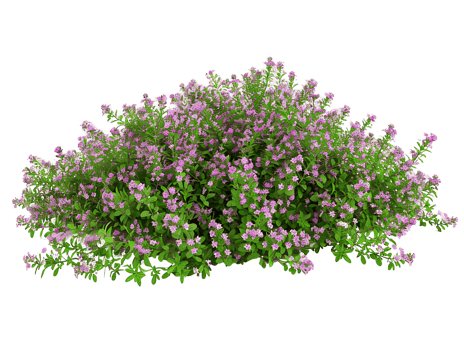 Thymus Serpyllum Bush Isolated on Transparent Cutout png