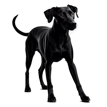 Silhouette of Azawakh Dog isolated on transparent background png